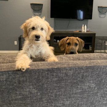 Sin City K-9 - Our two puppies currently in training with Sin City K-9! - Pet Training Near Me