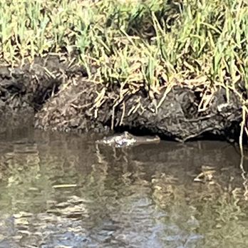 Tours by Isabelle - Baby Gator - Tours Near Me
