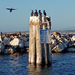 Sail Monterey