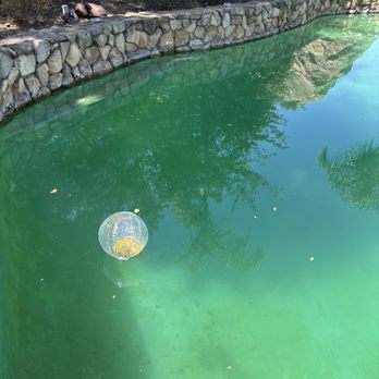The Malibu Retreat - Swamp aka Pool - Vacation Rentals Near Me - Malibu, California The Malibu Retreat - Swamp aka Pool - Vacation Rentals Near Me - Malibu, California