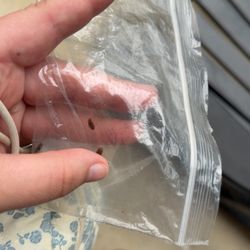Super 8 by Wyndham Motel Waynesville - BED BUGS