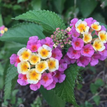 Trinity View Park - Native Texas Lantana located south of the park along the Campion Trail - Parks Near Me - Irving, Texas Trinity View Park - Native Texas Lantana located south of the park along the Campion Trail - Parks Near Me - Irving, Texas