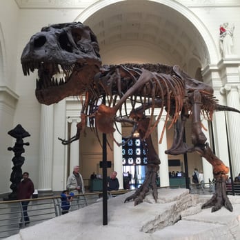 Field Museum - Sue the T-Rex! - Museums Near Me - Chicago, Illinois Field Museum - Sue the T-Rex! - Museums Near Me - Chicago, Illinois