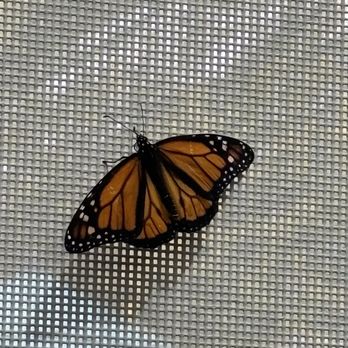 Marshall Butterfly Pavilion - Monarch - Botanical Gardens Near Me - Phoenix, Arizona