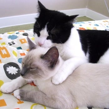 Kitten Rescue - cats!! - Animal Shelters Near Me - Los Angeles, California Kitten Rescue - cats!! - Animal Shelters Near Me - Los Angeles, California