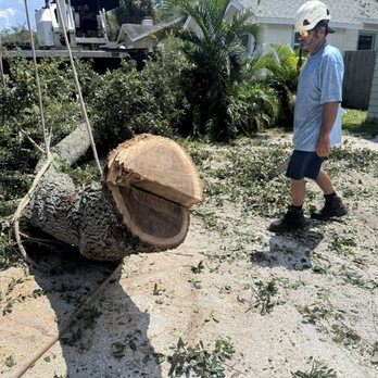St Pete Tree Service - Tree Services Near Me St Pete Tree Service - Tree Services Near Me