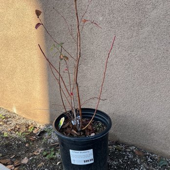 Glendora Gardens Nursery and Tree Farm - Blueberry bush - Nurseries & Gardening Near Me - Glendora, California