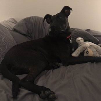Ruff House Rescue - Pet Adoption Near Me