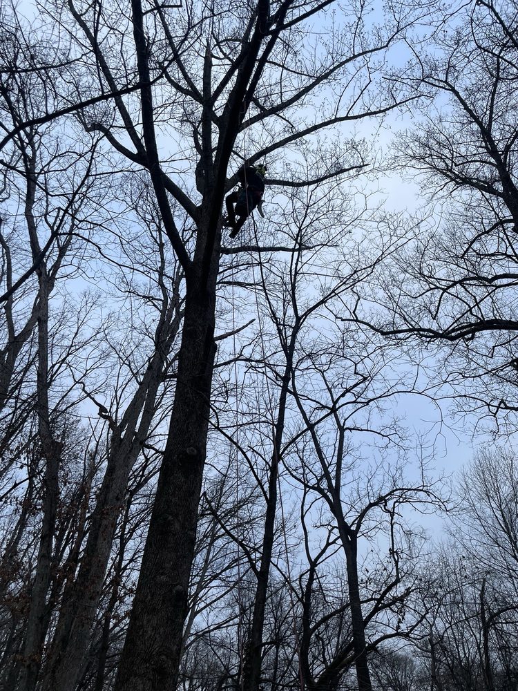 Shy Tree - tree service in Jessup, MD