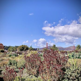 The Presidio - Native plants! - Parks Near Me