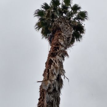 Eric Tree Service - Tree Services Near Me