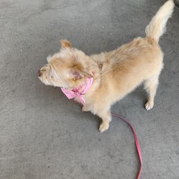 Lazy Dog Grooming: Effortless Tips for Busy Pet Owners