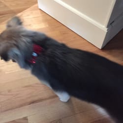 user provided Doggie Delight photo
