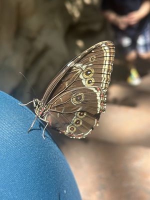 Cockrell Butterfly Center by null