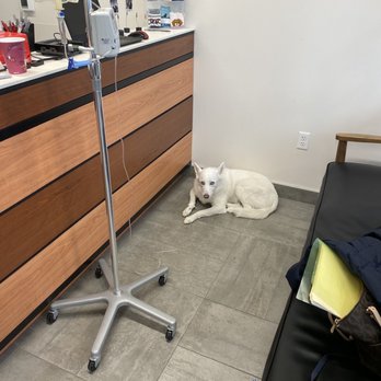 VEG ER for Pets - In the process before surgery, all the time with us - Emergency Pet Hospital Near Me - Short Hills, New Jersey VEG ER for Pets - In the process before surgery, all the time with us - Emergency Pet Hospital Near Me - Short Hills, New Jersey