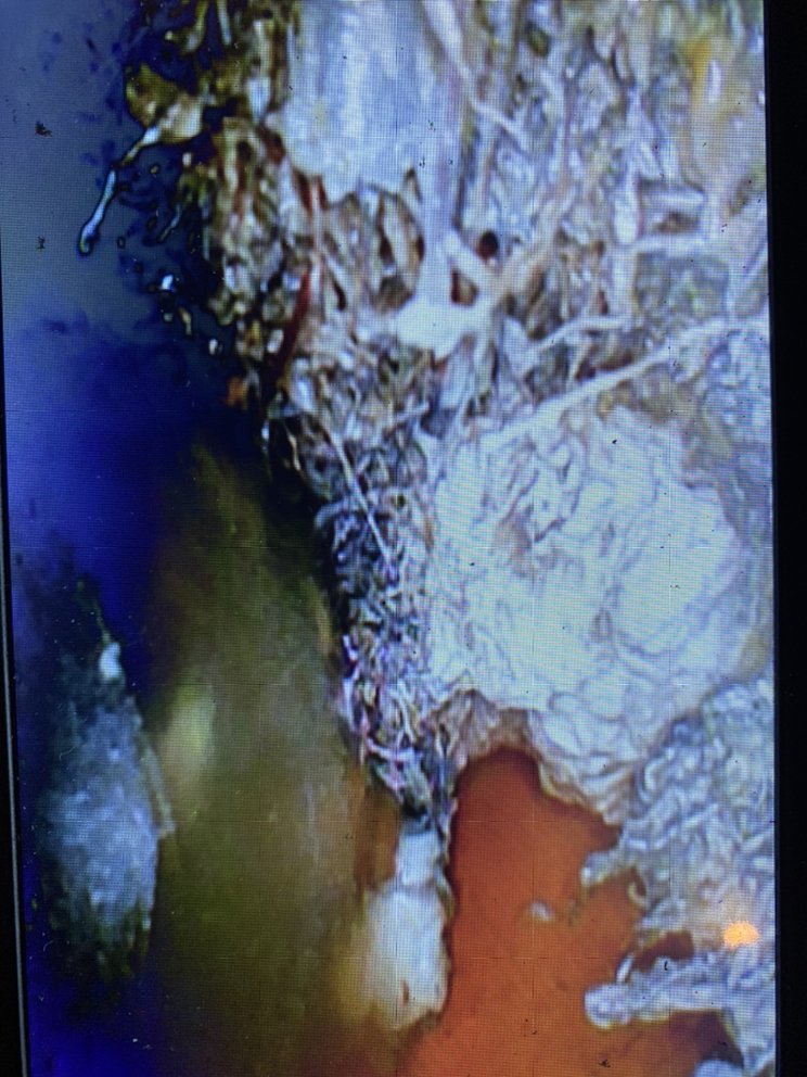 Slide of Drain Monkeys