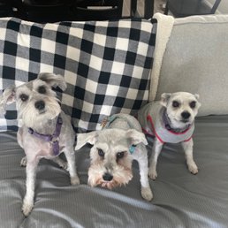 My three girls! The usually look the same until Pippa was butchered by Suds Em up pet salon. My three girls! The usually look the same until Pippa was butchered by Suds Em up pet salon.