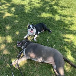 Happy Dogs. Happy Dogs.