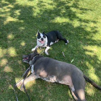 Surfside Dog Academy - Happy Dogs. - Pet Training Near Me Surfside Dog Academy - Happy Dogs. - Pet Training Near Me