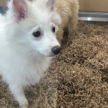 Puppies 'N Love - Pup - Pet Stores Near Me - Glendale, Arizona