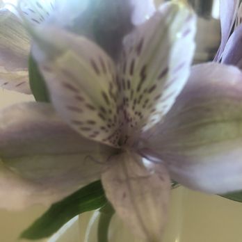 Lily's Mexican Food - Every table has fresh flowers @ Lily's - Mexican Near Me - Parker, Arizona Lily's Mexican Food - Every table has fresh flowers @ Lily's - Mexican Near Me - Parker, Arizona