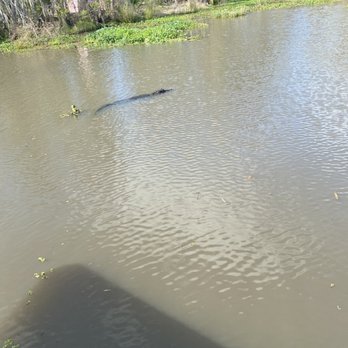 Airboat Adventures - Gator in water - Boat Tours Near Me - Lafitte, Louisiana