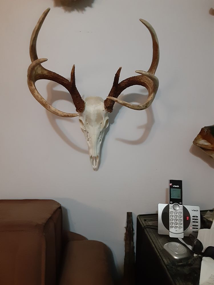 Al Haines Taxidermy - taxidermy in Whippany, NJ