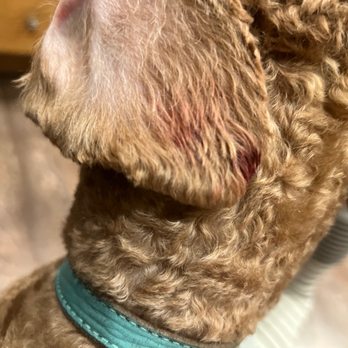 Snohomish Dog Spaw - Other side ear that was cut from a bad groom job - Pet Groomers Near Me - Snohomish, Washington