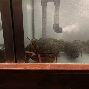 Shaw's Crab House - Lobster tank - Seafood Near Me - Chicago, Illinois Shaw's Crab House - Lobster tank - Seafood Near Me - Chicago, Illinois