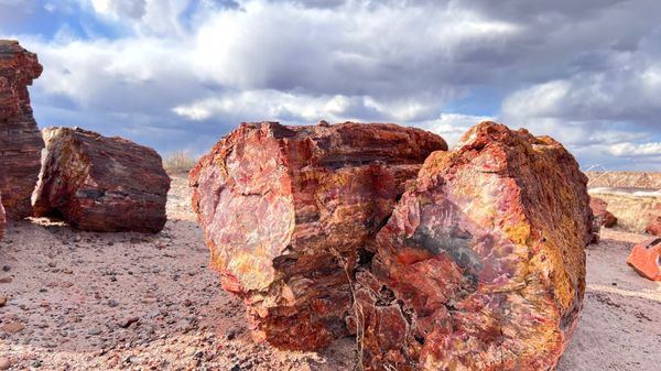 Petrified Forest National Wilderness Area by null