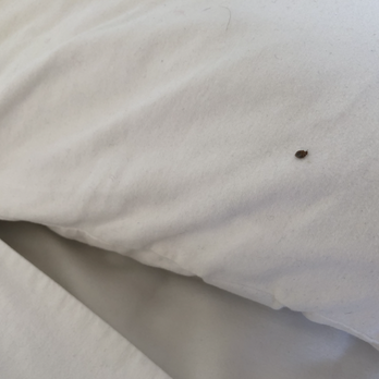 Terminix - A confused bat bug on the bed. We were never bitten, and I know I respond to the bites. - Pest Control Near Me - Colorado Springs, Colorado Terminix - A confused bat bug on the bed. We were never bitten, and I know I respond to the bites. - Pest Control Near Me - Colorado Springs, Colorado
