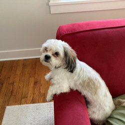 RCB Bank - This is how my dog feels about RCB Bank.