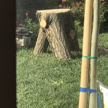 Monkey's Tree Services - Got a little milk stool from the old willow. Thanks guys - Tree Services Near Me - Albuquerque, New Mexico Monkey's Tree Services - Got a little milk stool from the old willow. Thanks guys - Tree Services Near Me - Albuquerque, New Mexico