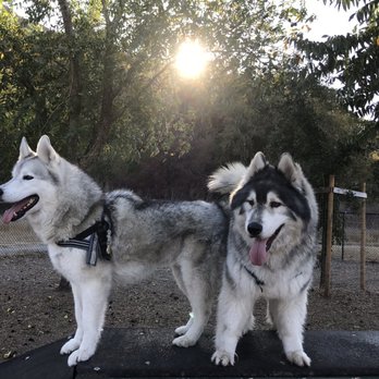 Dogbone Meadows - Ramp - Pets Near Me - Novato, California Dogbone Meadows - Ramp - Pets Near Me - Novato, California