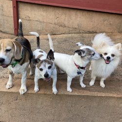 Pup line-up