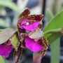 Photo of Santa Barbara Orchid Estate