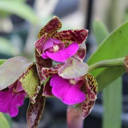 Santa Barbara Orchid Estate - 03/09/19 so beautiful a week before their annual orchids expo