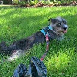 Before - overheated on walks! Before - overheated on walks!