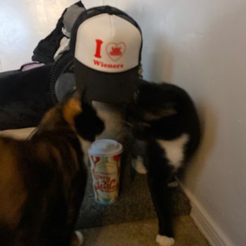 Dutch Bros Coffee - I love my cats , my Dutch brothers coffee and wieners!! - Coffee & Tea Near Me - Green Valley, Arizona Dutch Bros Coffee - I love my cats , my Dutch brothers coffee and wieners!! - Coffee & Tea Near Me - Green Valley, Arizona