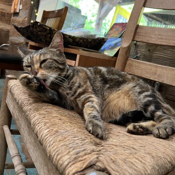 Painted Bear Coffee - Honey the cat - Coffee & Tea Near Me - Gatlinburg, Tennessee Painted Bear Coffee - Honey the cat - Coffee & Tea Near Me - Gatlinburg, Tennessee