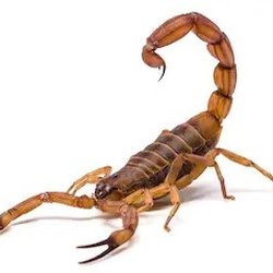 Circle S Pest Control