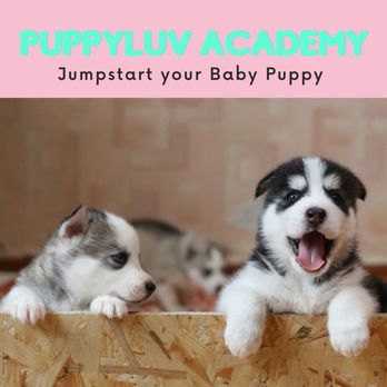 PuppyLuv Academy - Pet Training Near Me PuppyLuv Academy - Pet Training Near Me