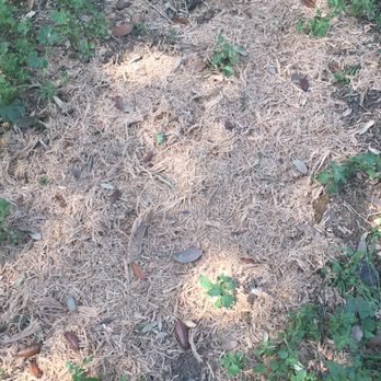 Noriega and Sons Tree Service - Landscaping Near Me Noriega and Sons Tree Service - Landscaping Near Me