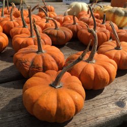 Steve Zeller's Fresh Market - Minis