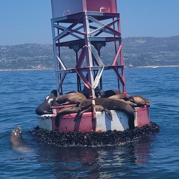 Newport Landing - Whale Watching Tours Near Me - Newport Beach, California