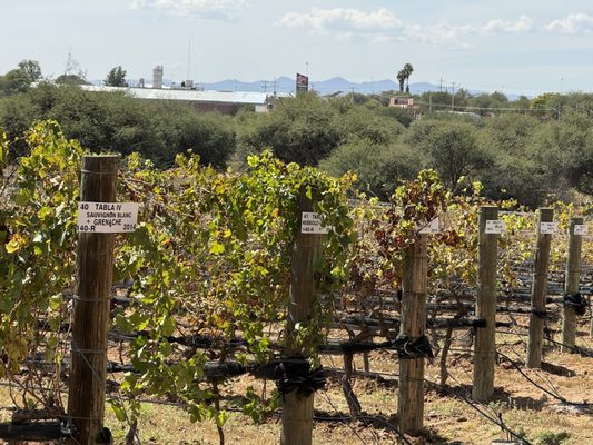Cuna de Tierra by null