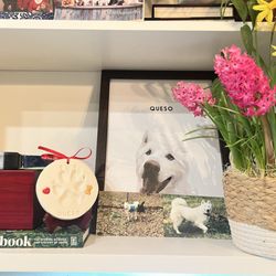 Faithful Companion Pet Cremation Services - Our Queso boy