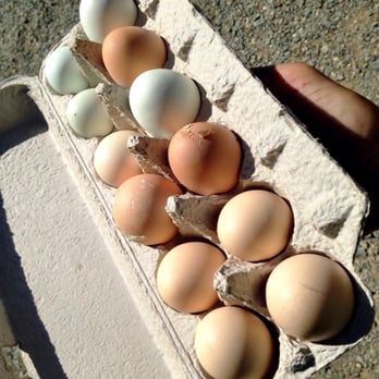 West Coast Falconry - Eggs from happy, free roaming hens. - Specialty Schools Near Me - Marysville, California West Coast Falconry - Eggs from happy, free roaming hens. - Specialty Schools Near Me - Marysville, California