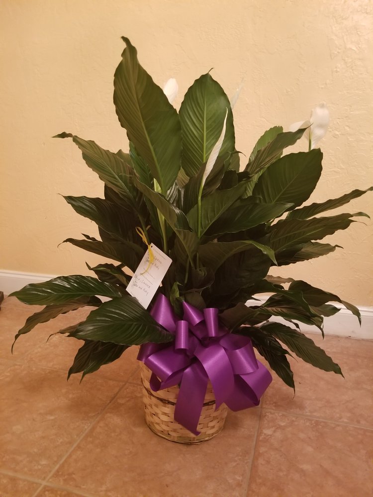 FLOWERS BY LOUIS Updated June 2024 Request Information 18 Photos