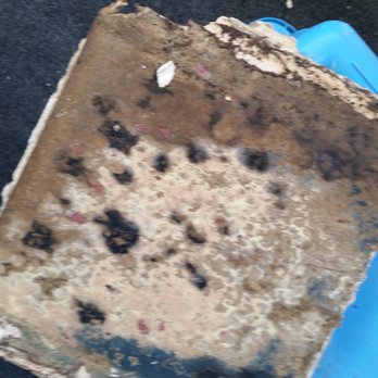Meadowstone Place - This is a piece of the sheet-rock with toxic black mold covered on it. - Retirement Homes Near Me - Dallas, Texas